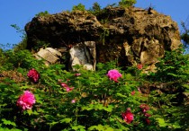 2025重庆垫江牡丹花节旅游路线推荐