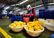 通讯：新一季柬埔寨芒果干开始出口中国了！