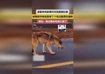 为什么不要投喂可可西里网红狼_可可西里“网红狼”调查爱就别投喂“不打扰”是最好保护
